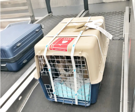 湘潭宠物托运 宠物托运公司 机场宠物托运 宠物空运